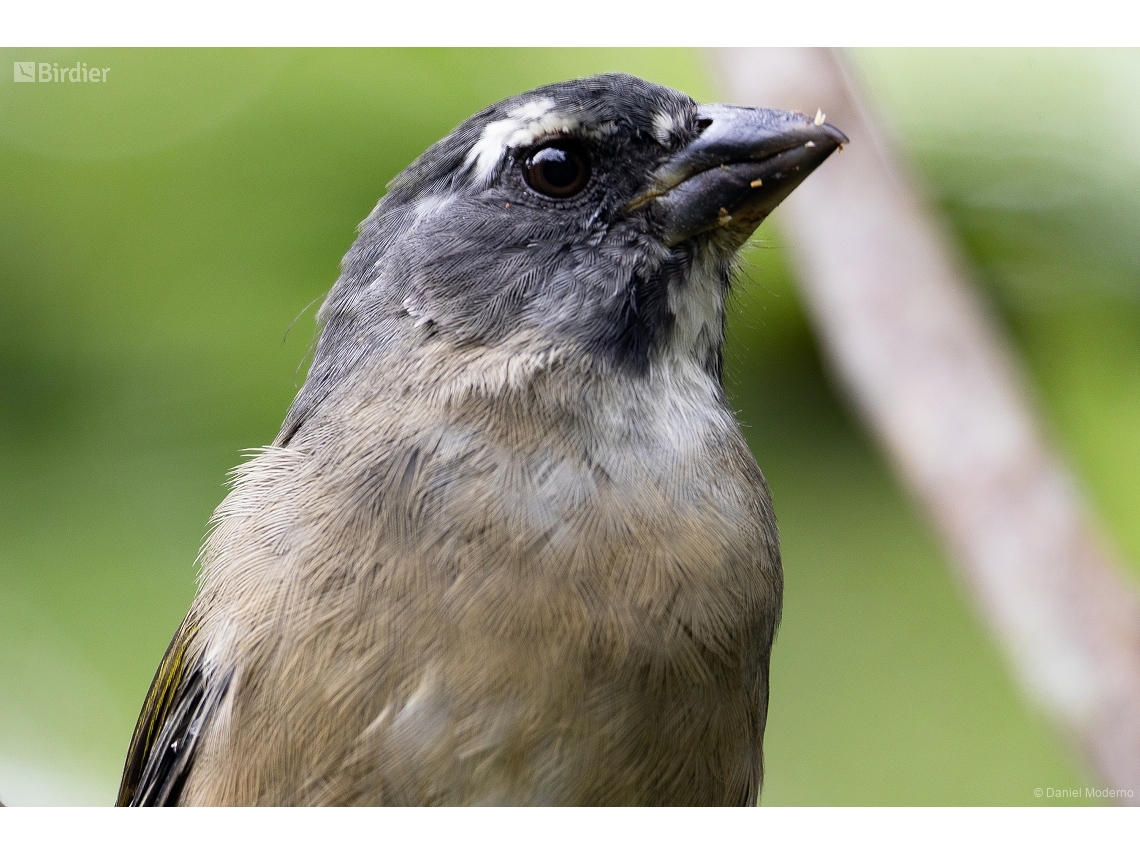 Saltator similis