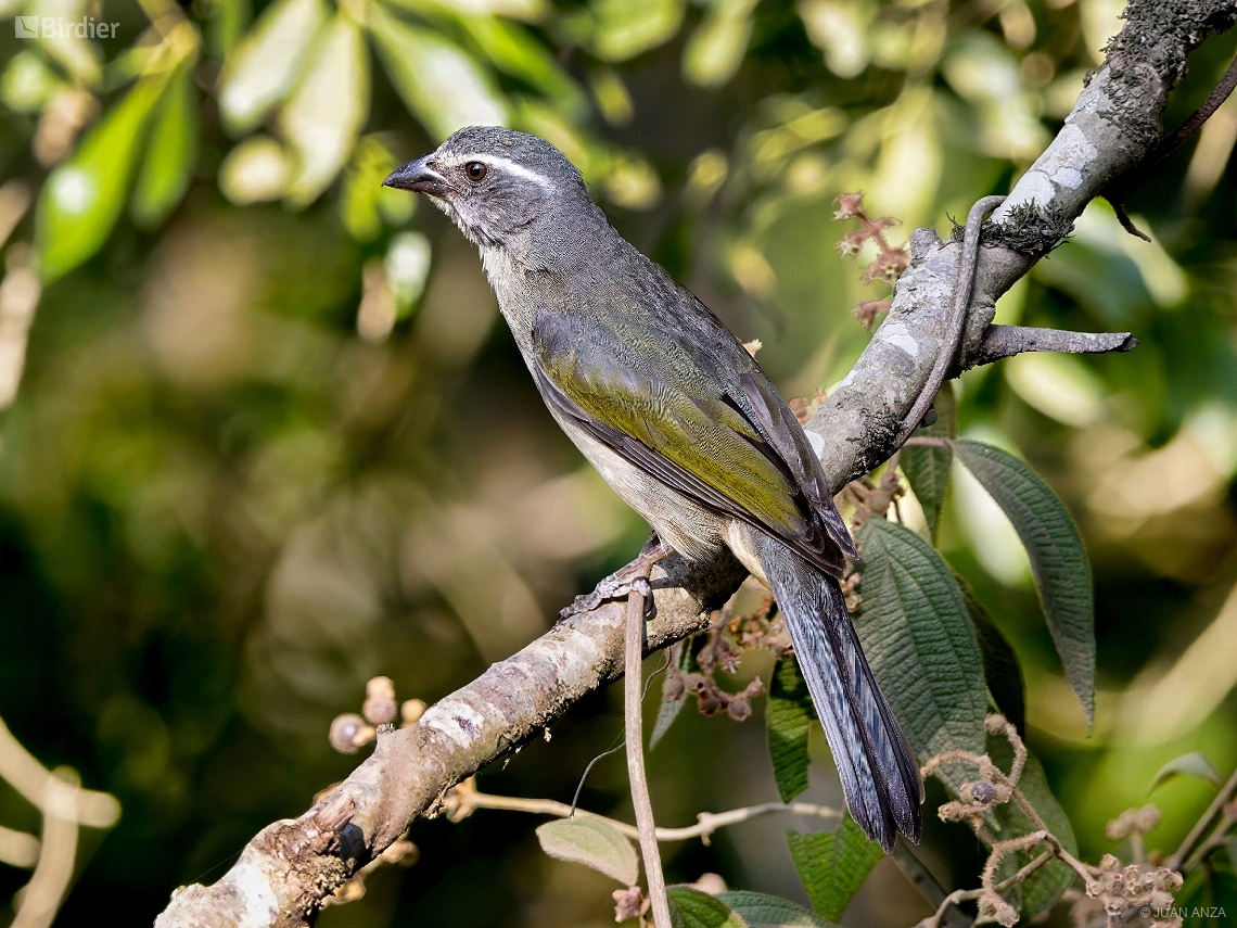 Saltator similis