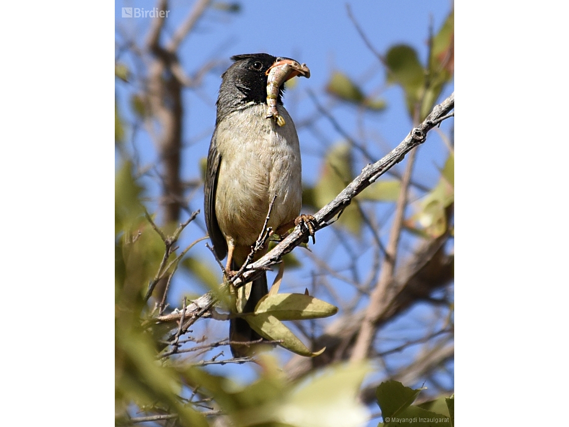 Saltatricula atricollis