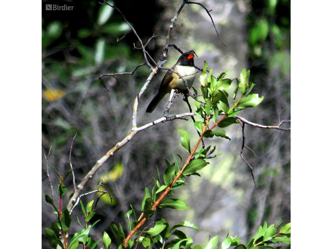 Saltatricula atricollis