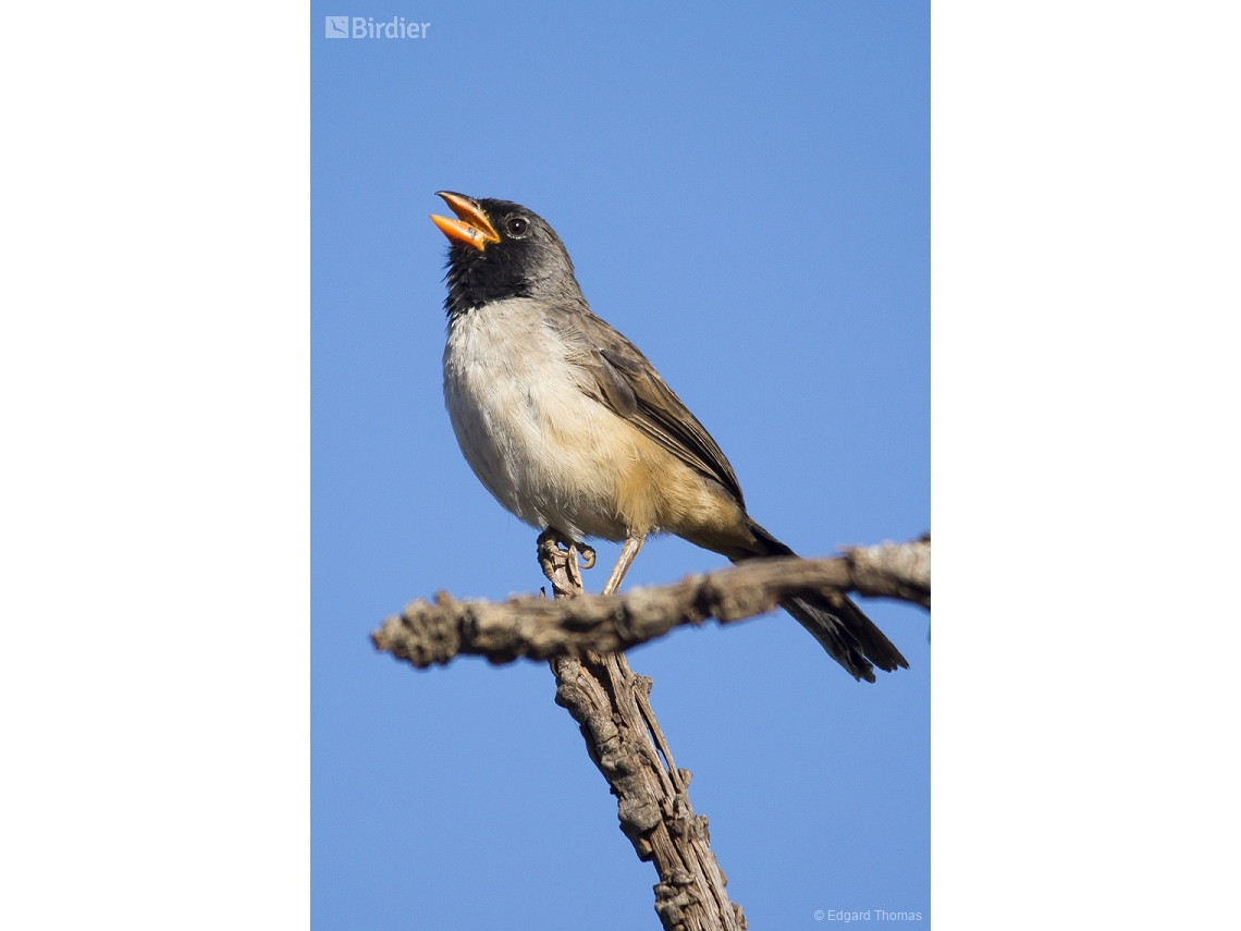 Saltatricula atricollis