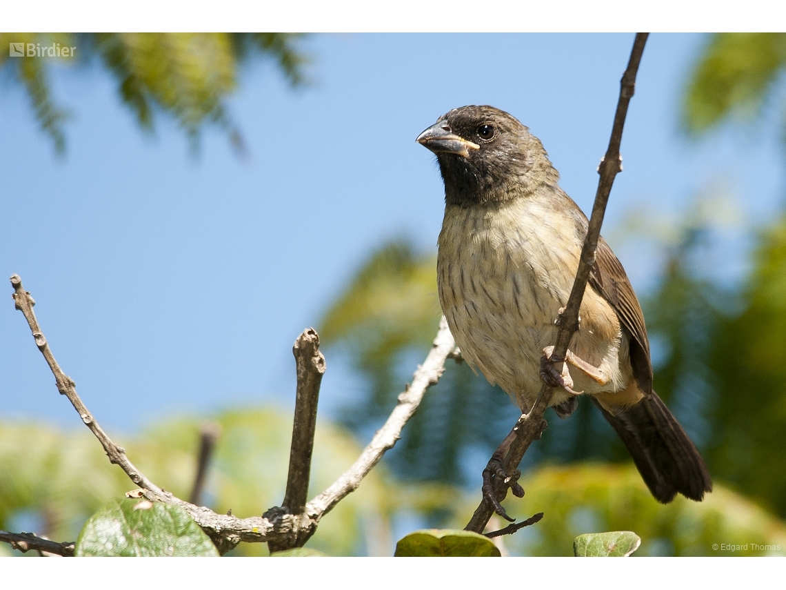 Saltatricula atricollis