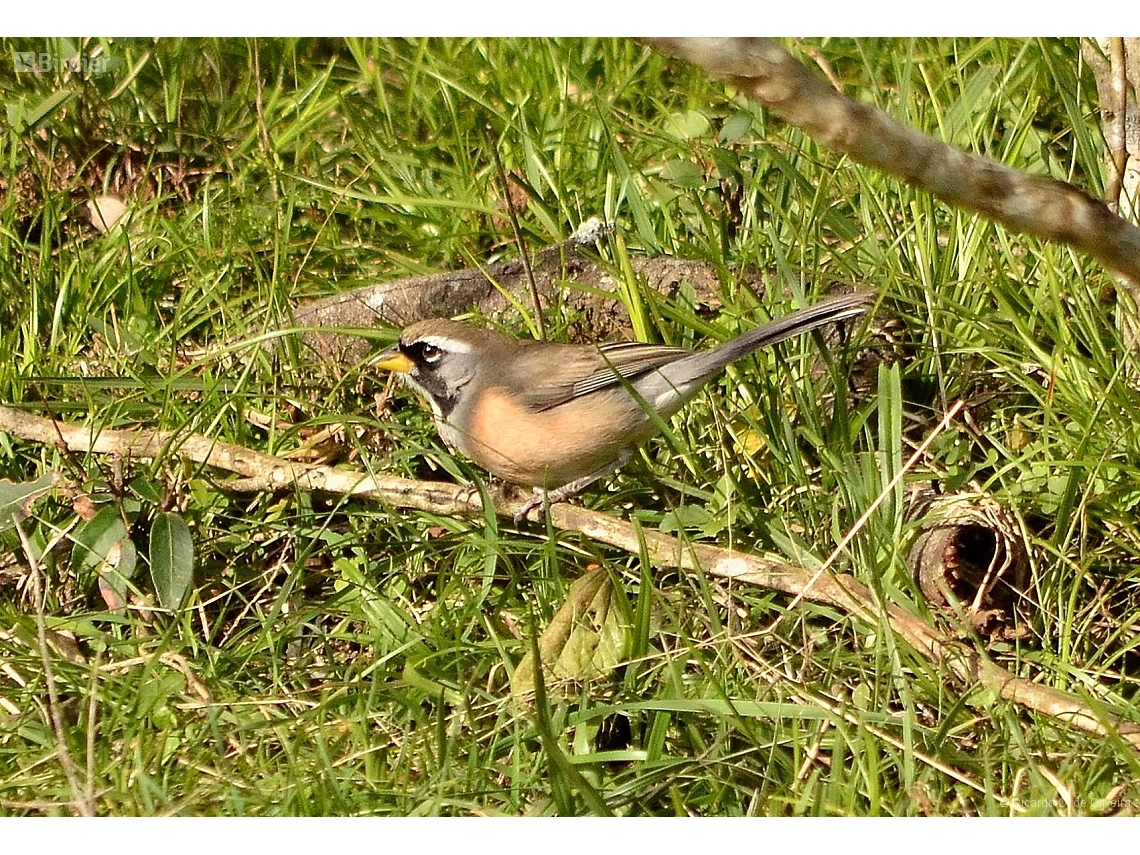 Saltatricula multicolor