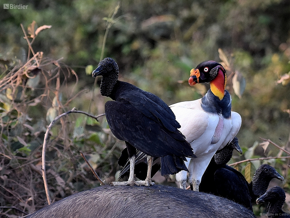 Sarcoramphus papa