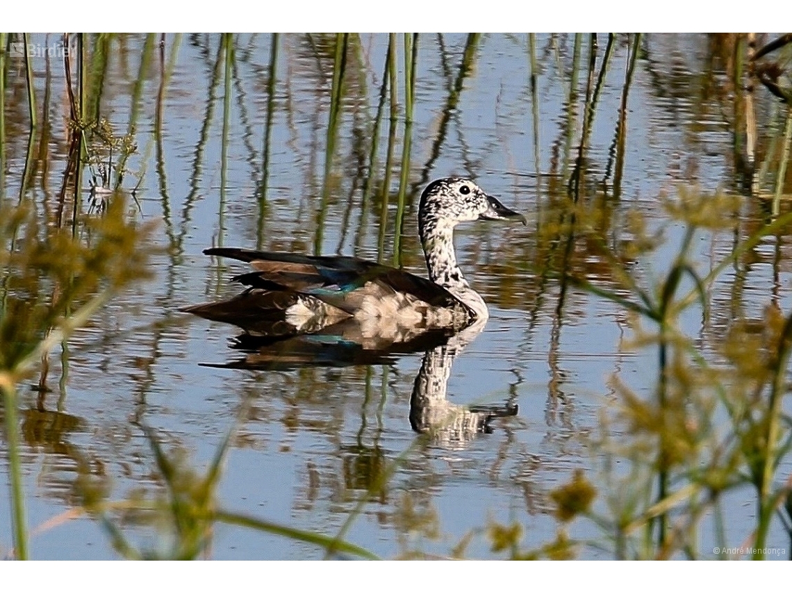 Sarkidiornis sylvicola