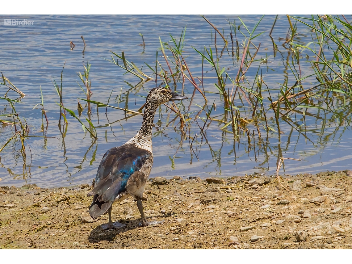 Sarkidiornis sylvicola