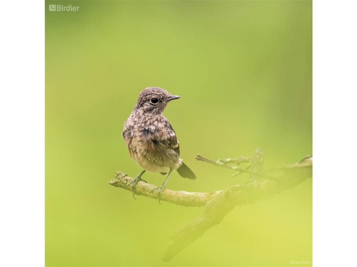 Saxicola caprata