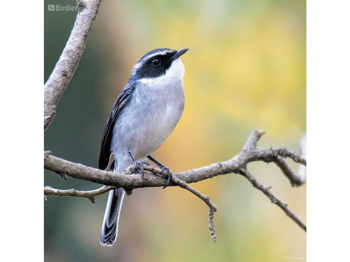 Saxicola ferreus