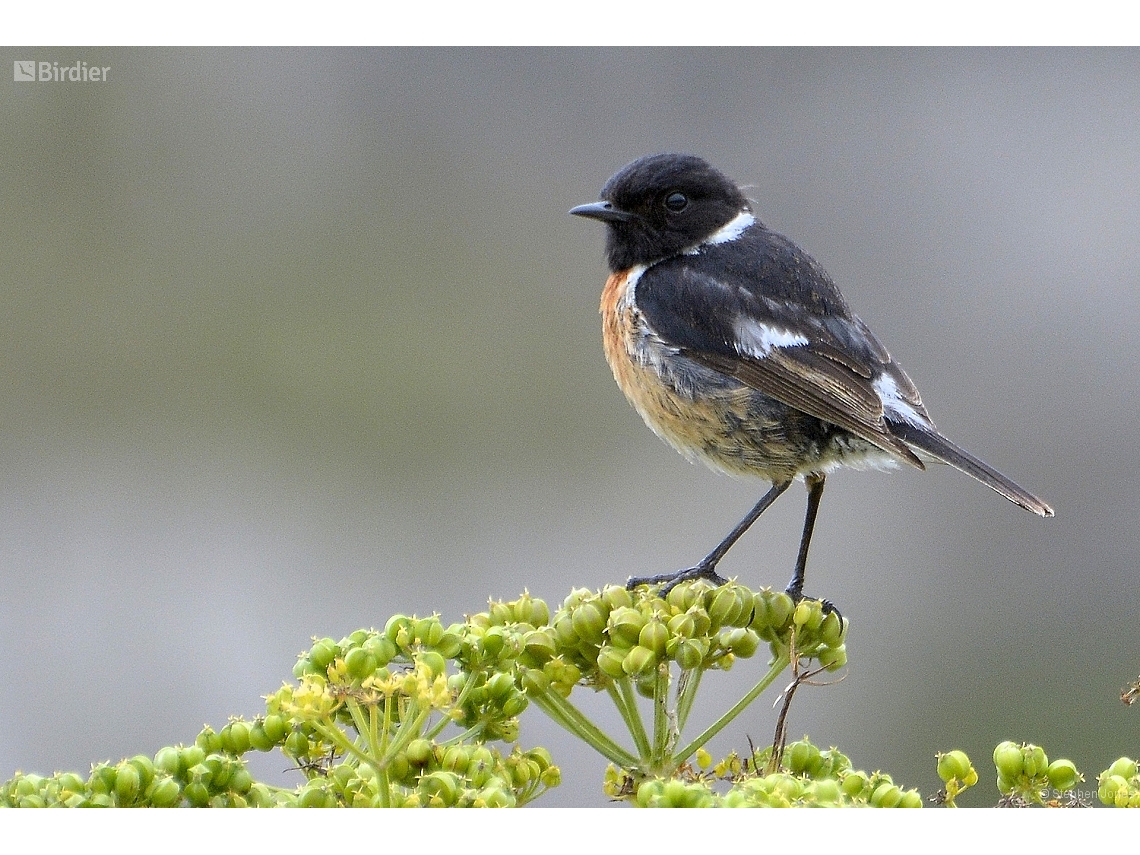 Saxicola rubicola