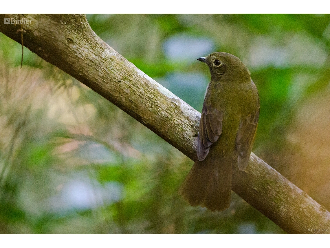 Schiffornis virescens