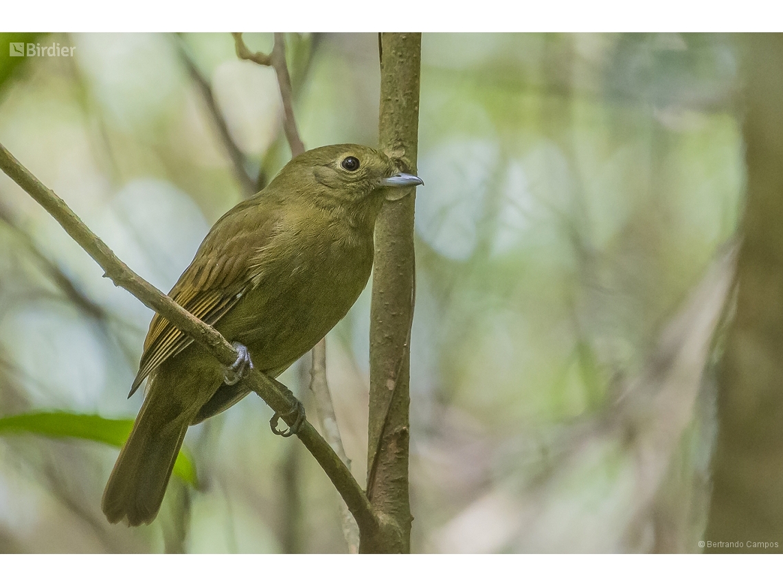 Schiffornis virescens