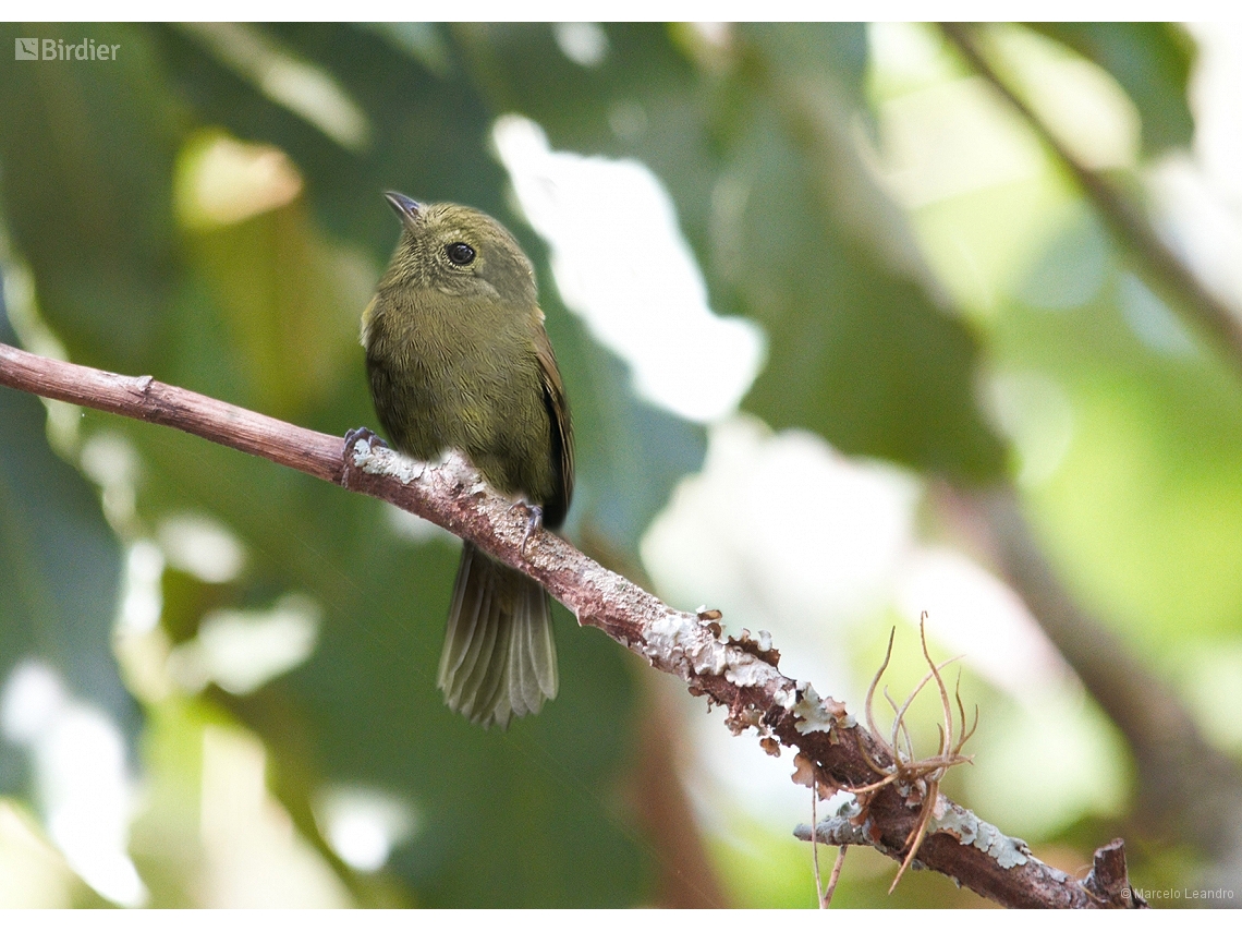 Schiffornis virescens