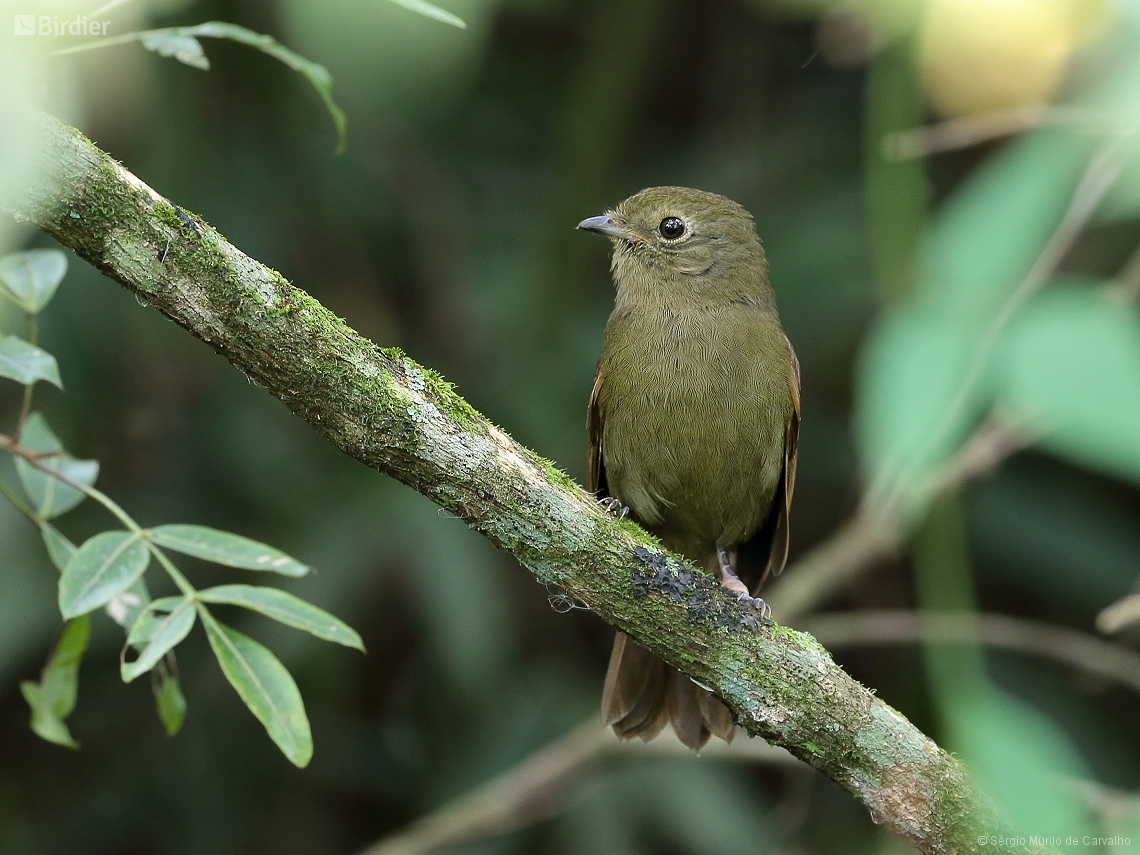Schiffornis virescens