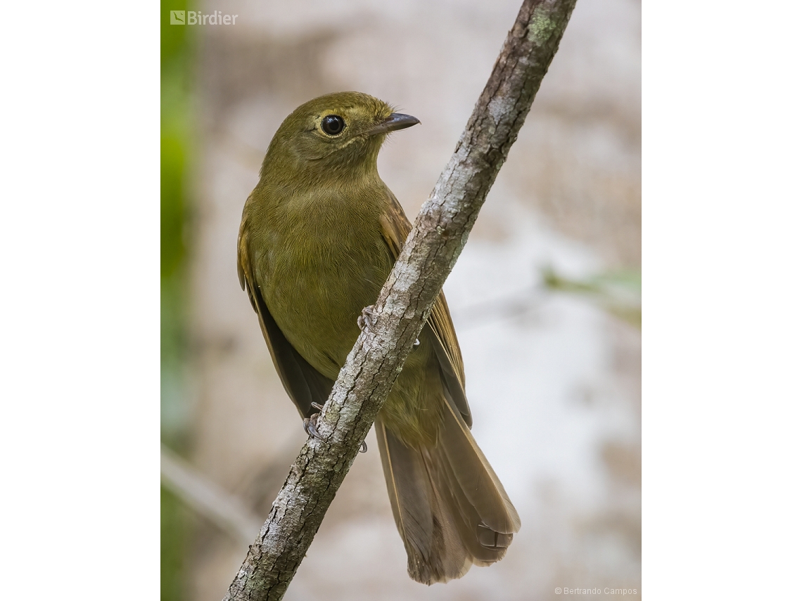Schiffornis virescens