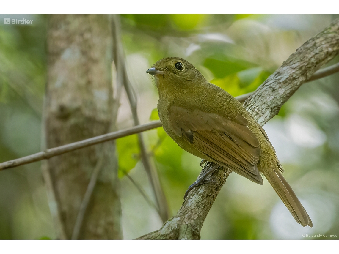 Schiffornis virescens