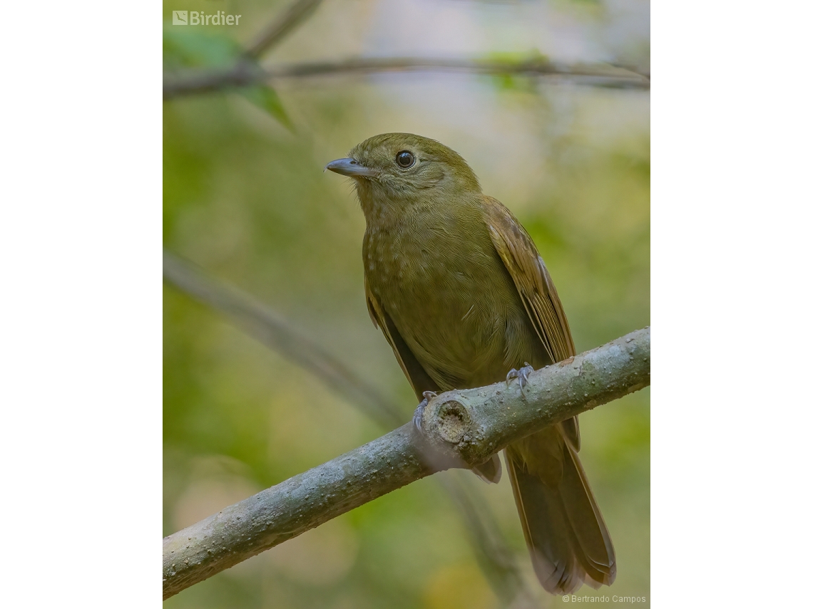 Schiffornis virescens