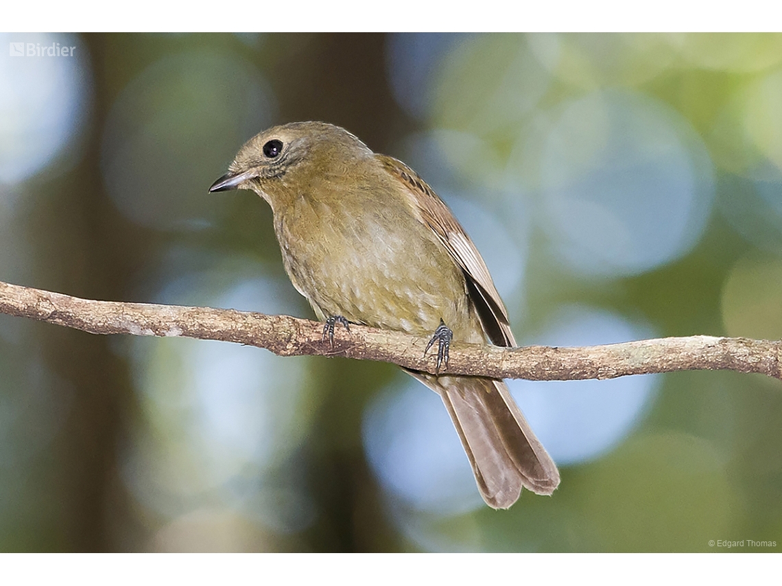 Schiffornis virescens