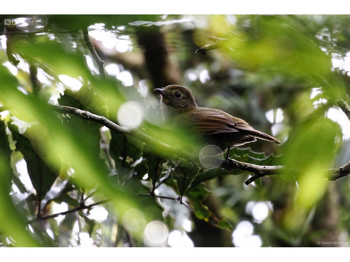 Schiffornis virescens