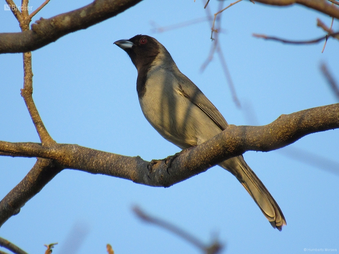 Schistochlamys melanopis