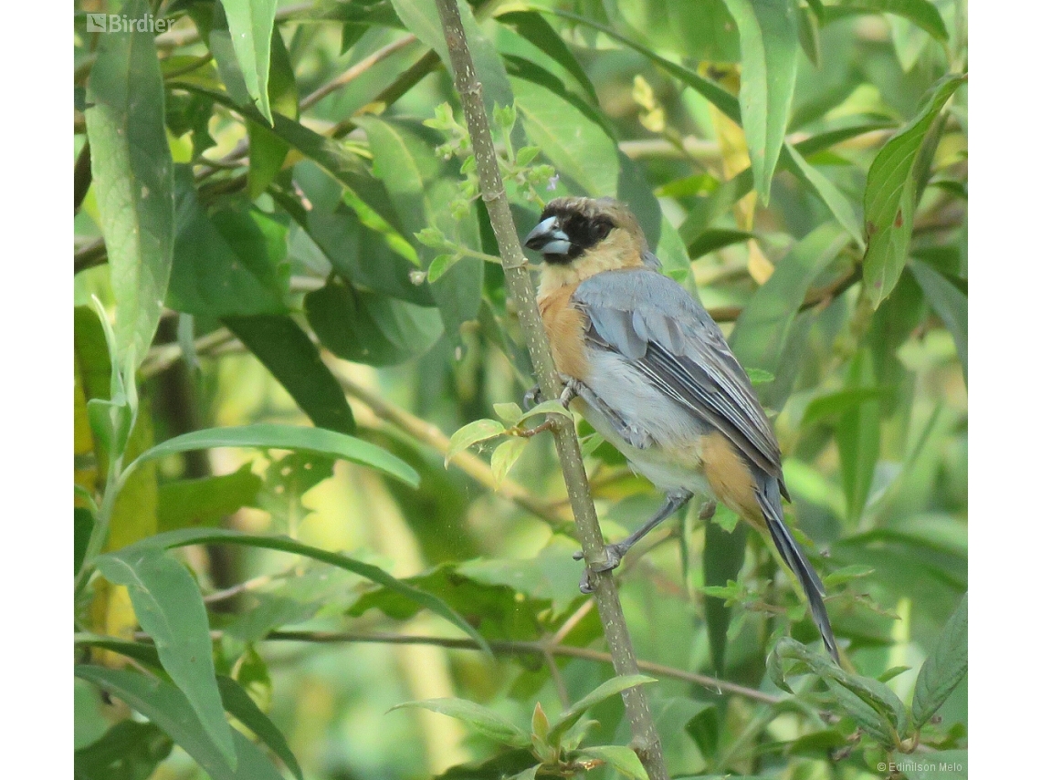 Schistochlamys ruficapillus