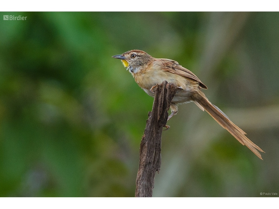 Schoeniophylax phryganophilus