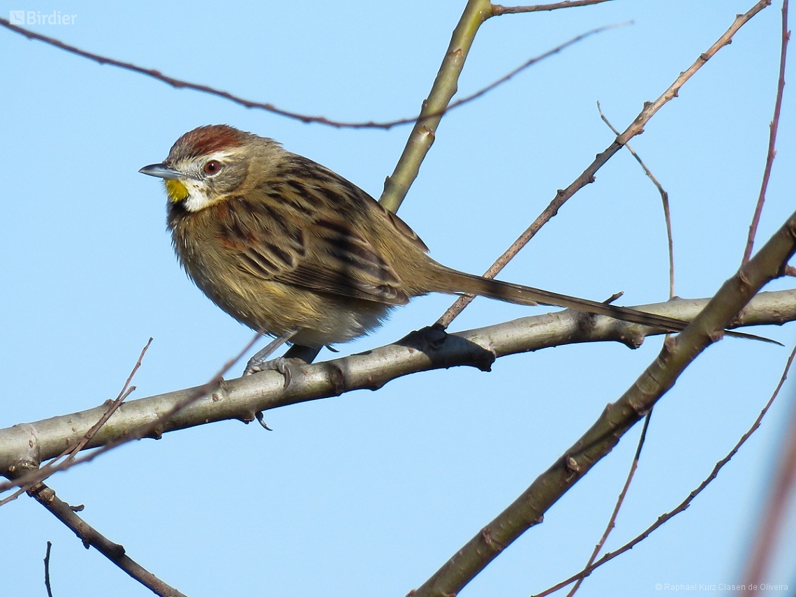 Schoeniophylax phryganophilus