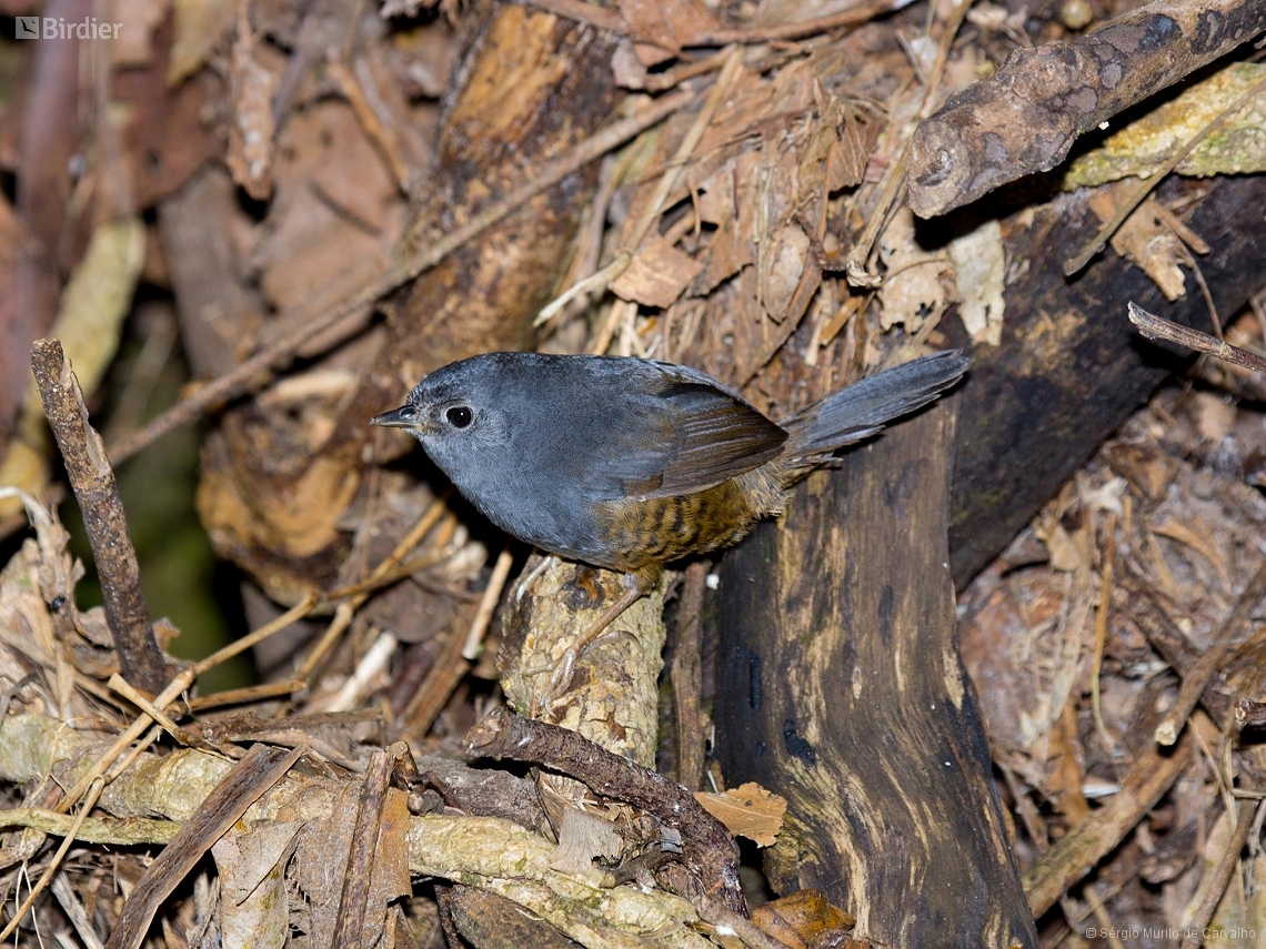 Scytalopus petrophilus