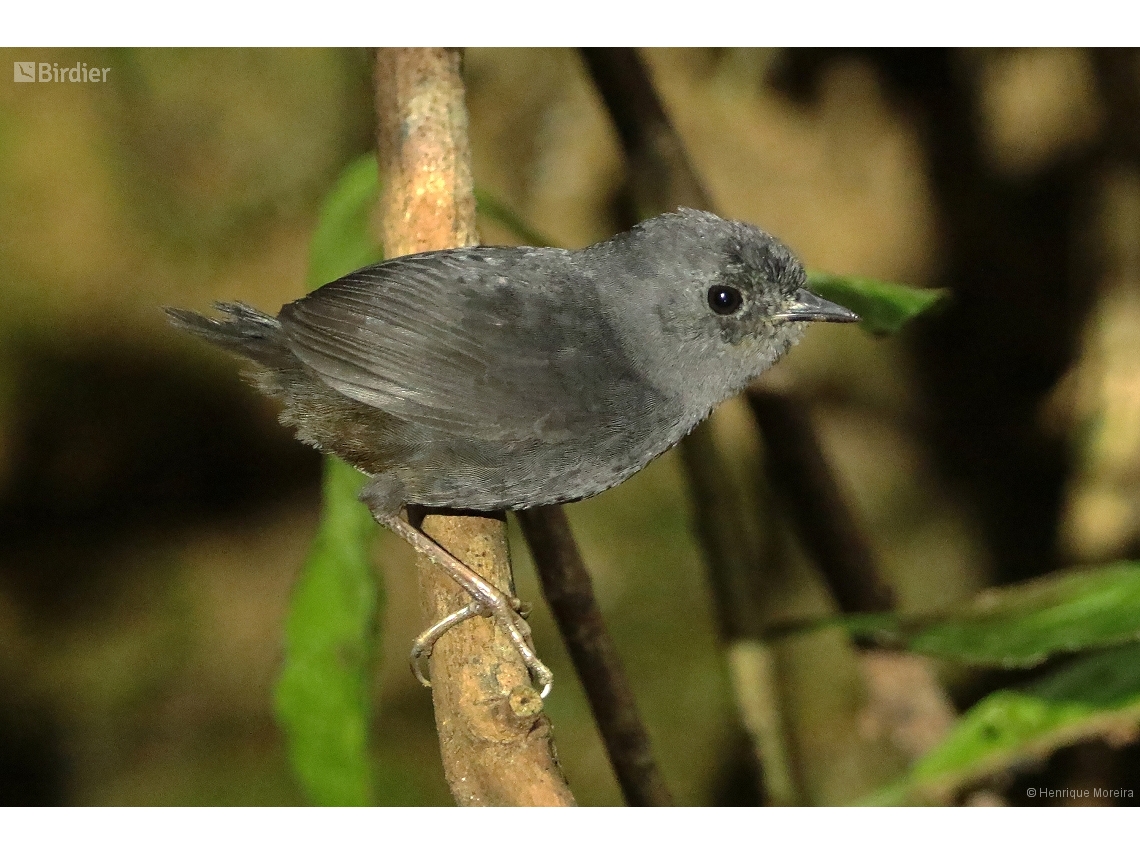 Scytalopus speluncae