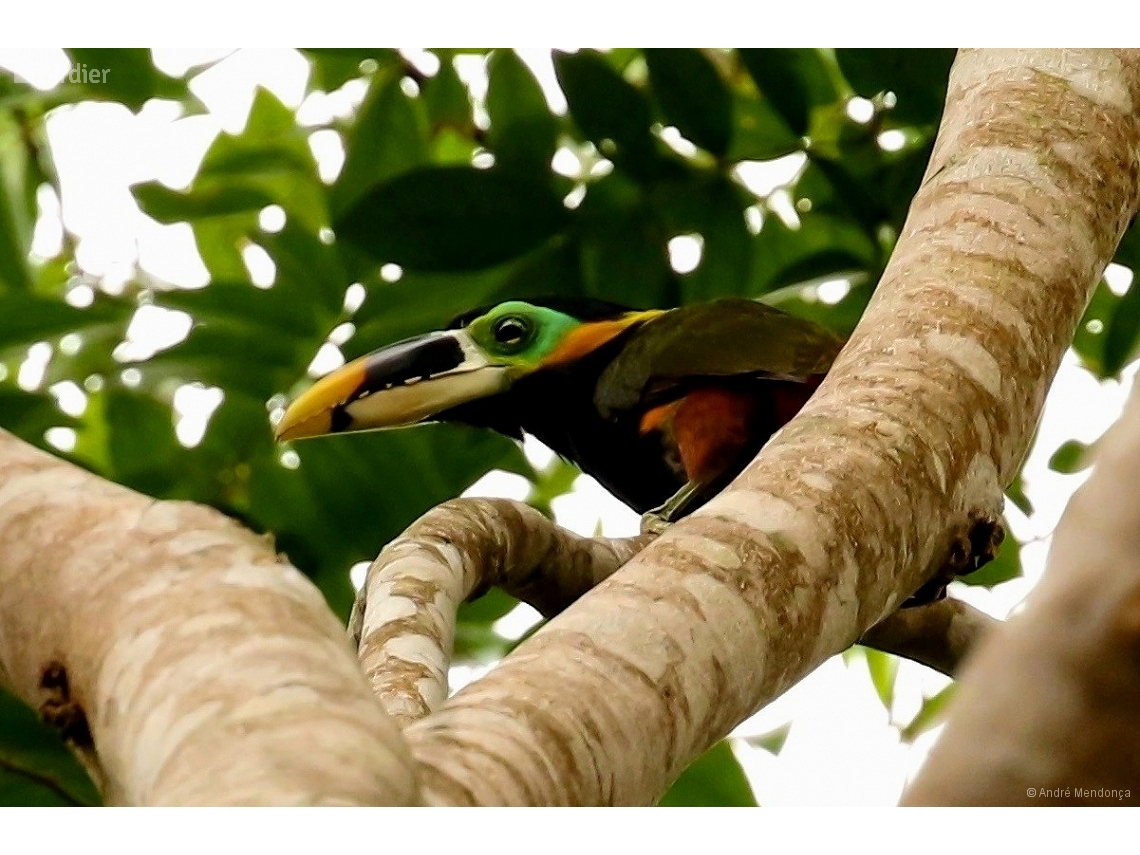 Selenidera gouldii