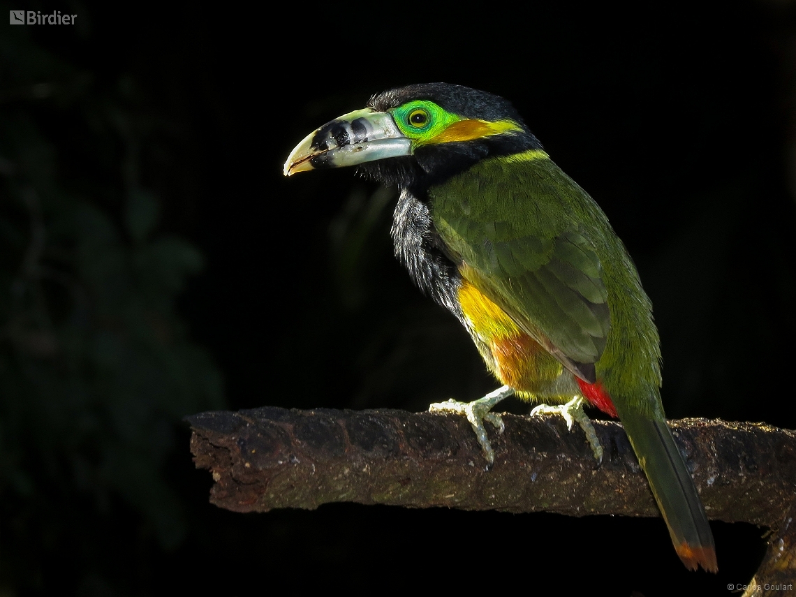 Selenidera maculirostris