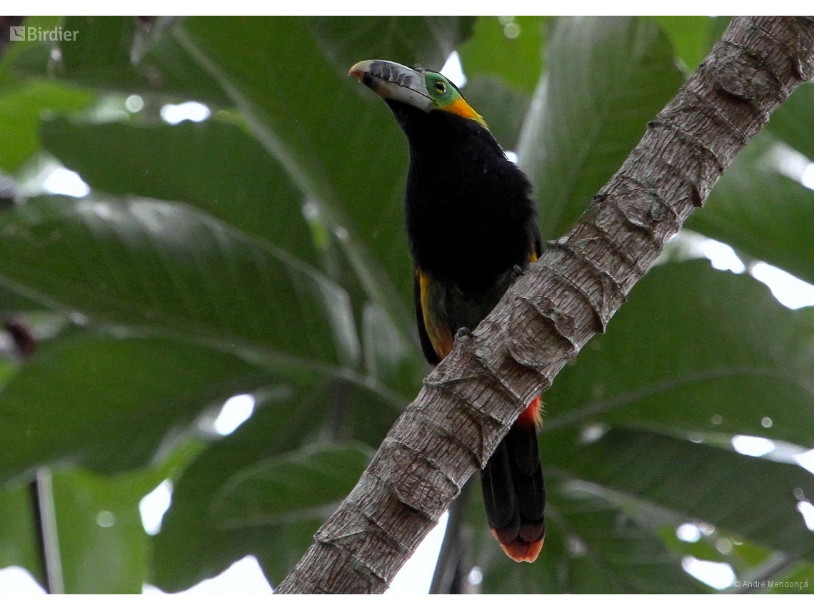Selenidera maculirostris
