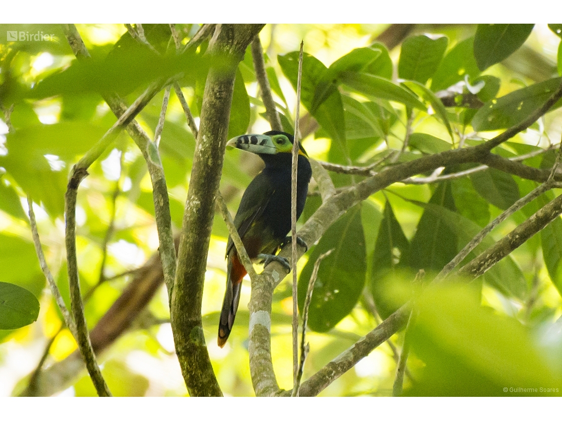 Selenidera maculirostris