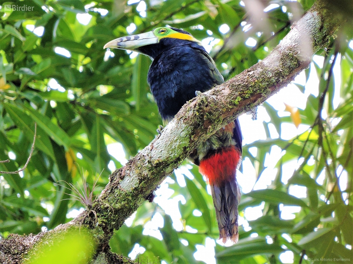 Selenidera maculirostris