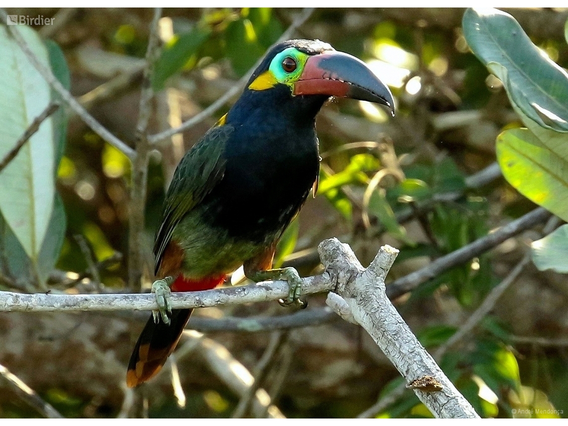 Selenidera piperivora