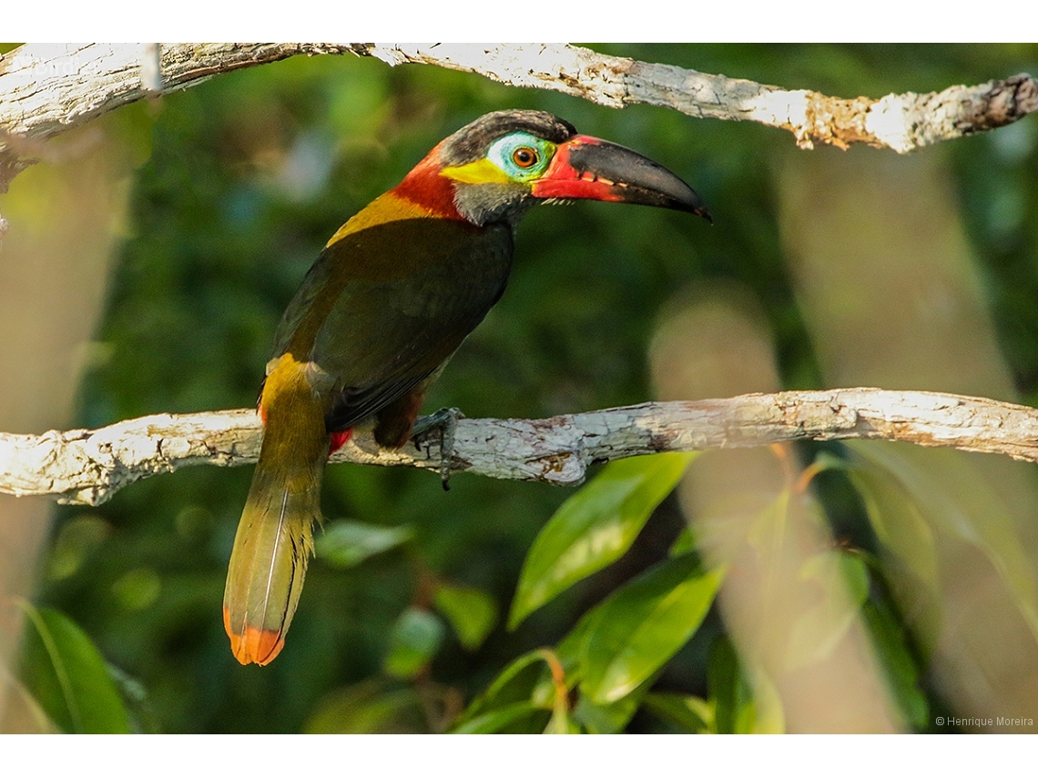 Selenidera Piperivora Guianan Toucanet By Henrique Moreira Birdier