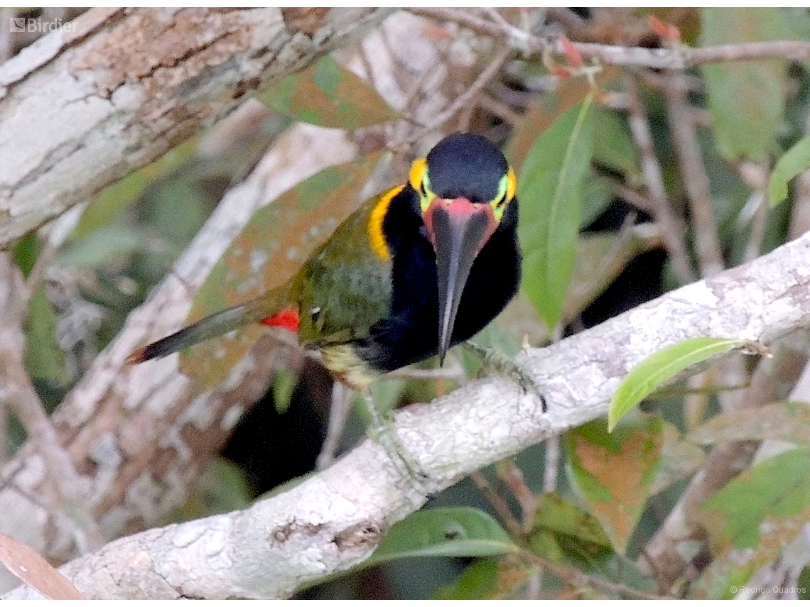 Selenidera piperivora