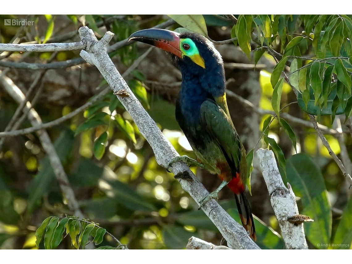Selenidera piperivora