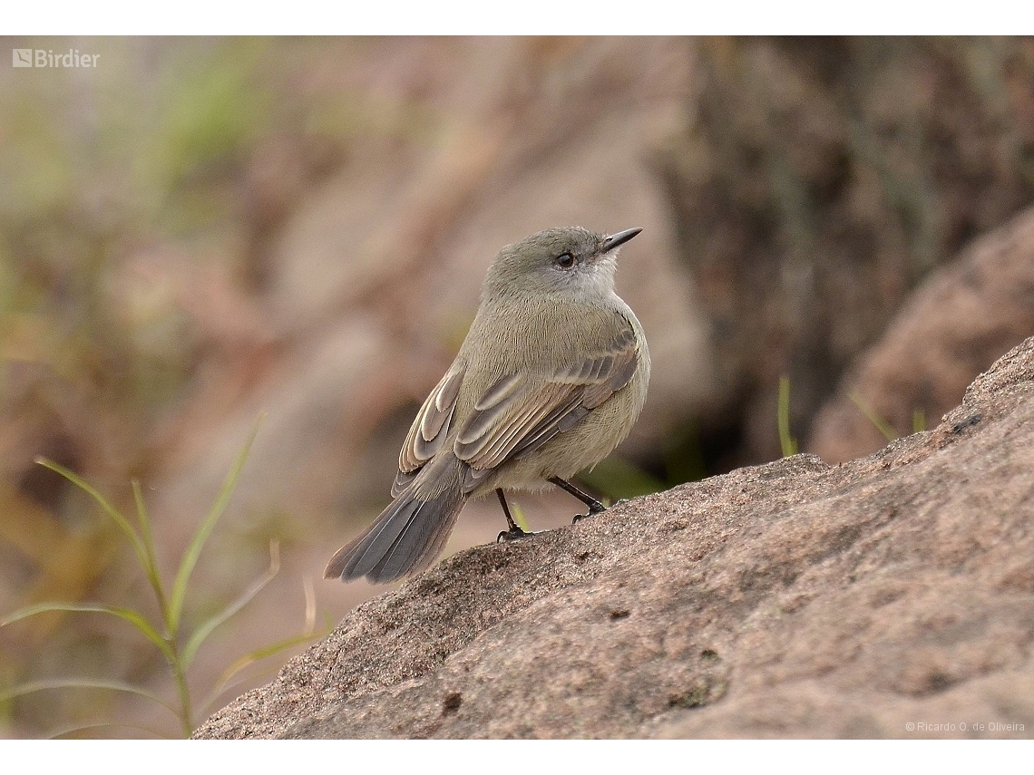 Serpophaga nigricans
