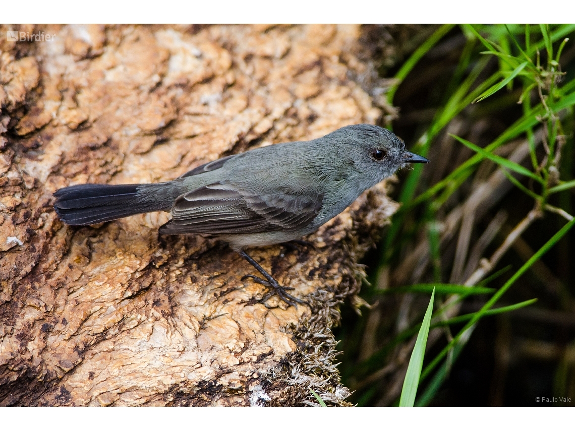 Serpophaga nigricans