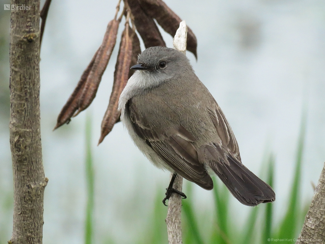 Serpophaga nigricans