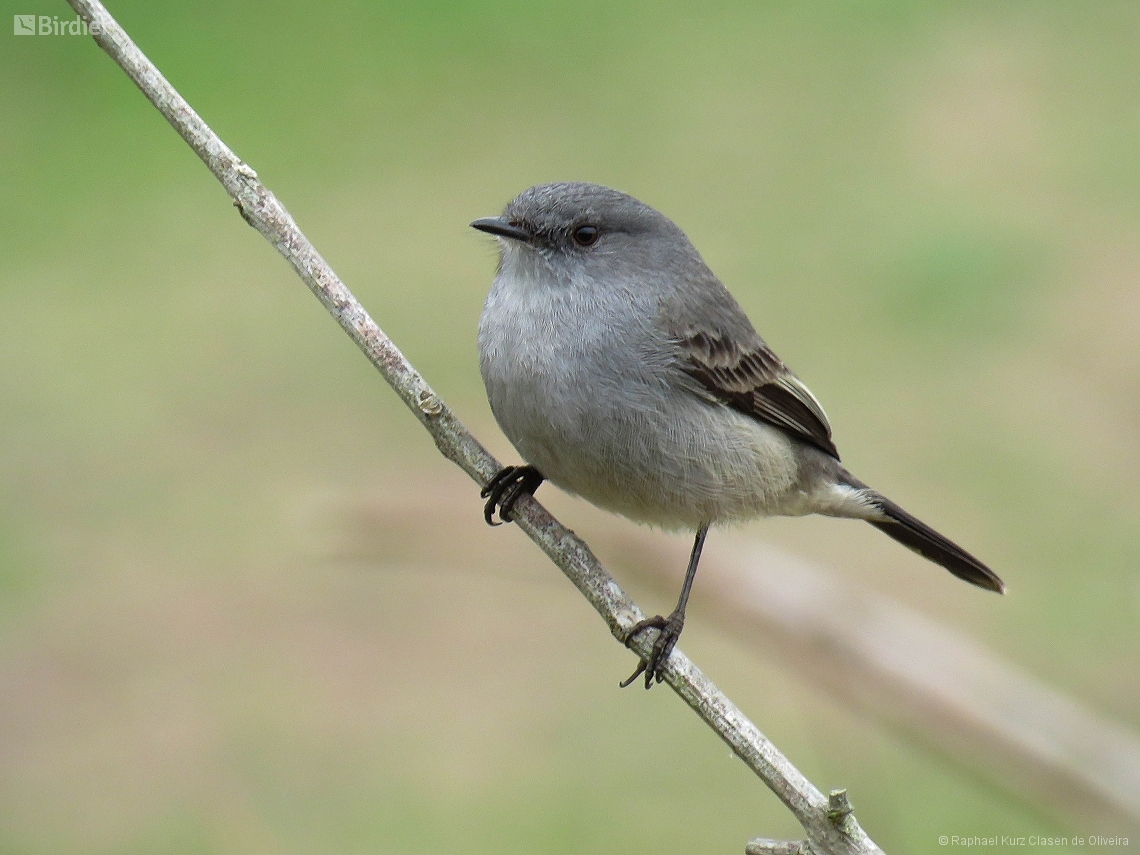 Serpophaga nigricans