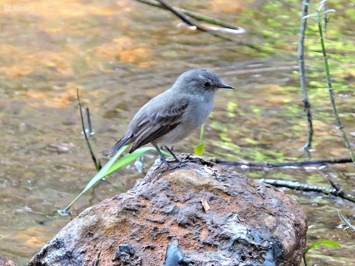 Serpophaga nigricans