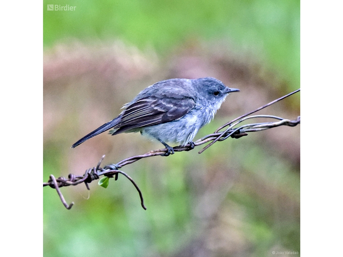 Serpophaga nigricans