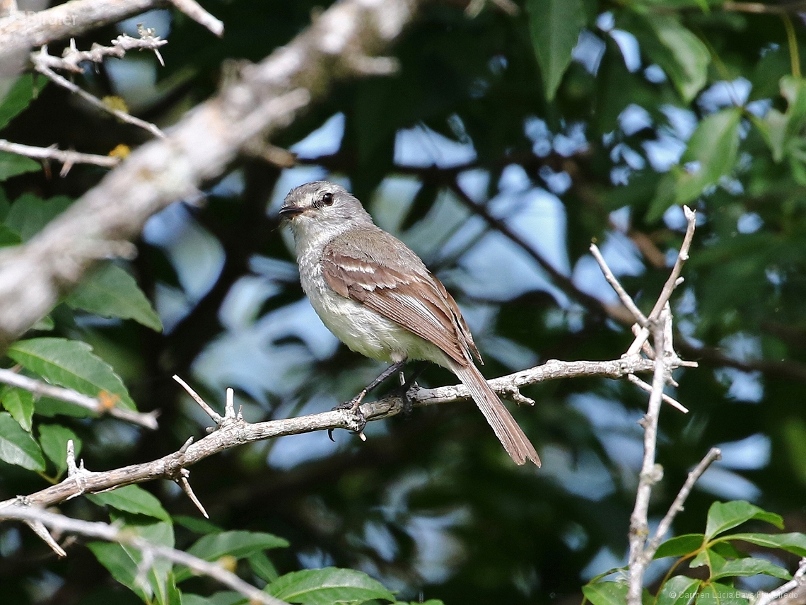 Serpophaga subcristata