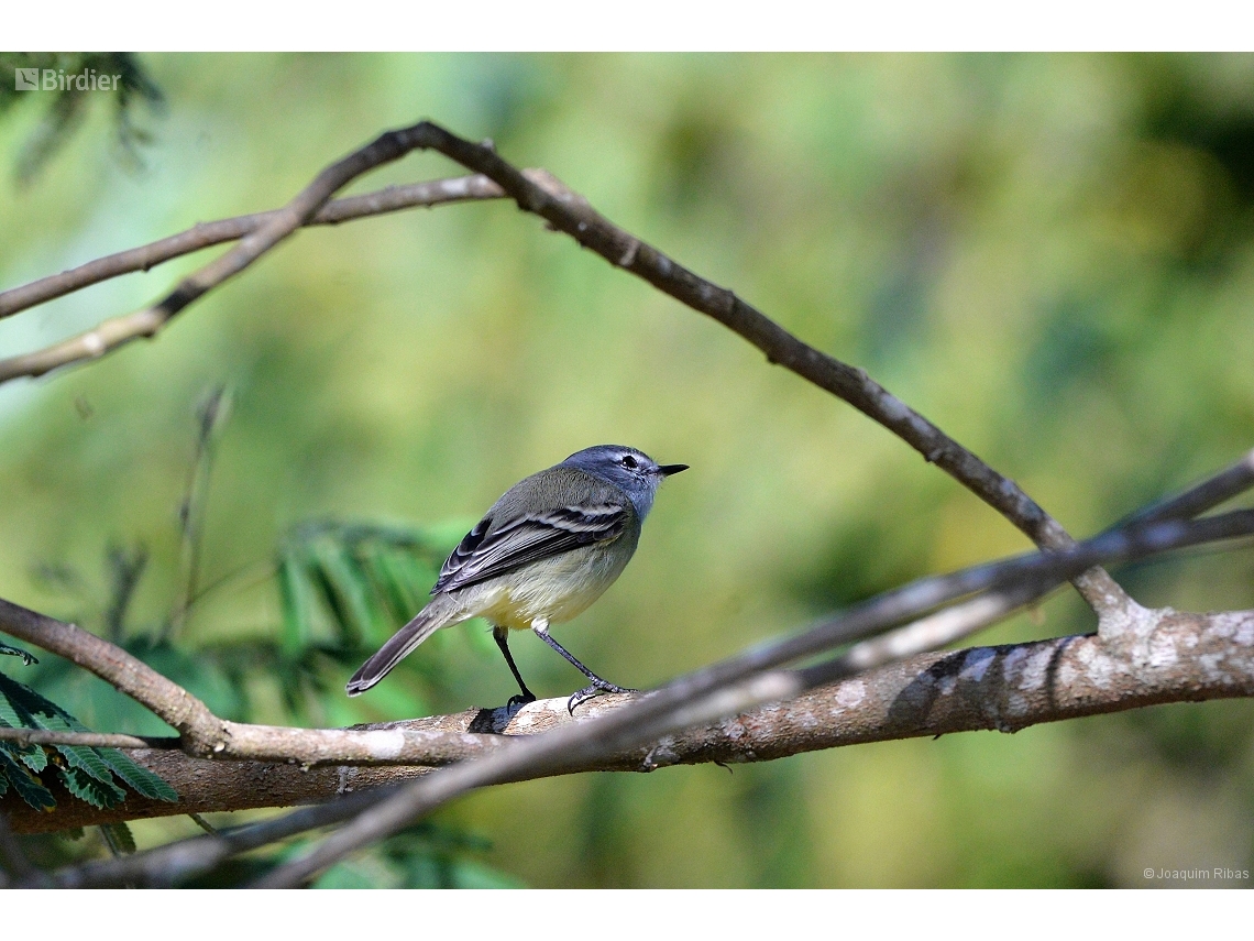 Serpophaga subcristata