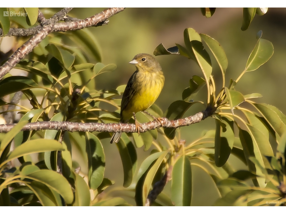 Sicalis citrina