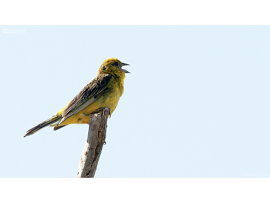 Sicalis citrina