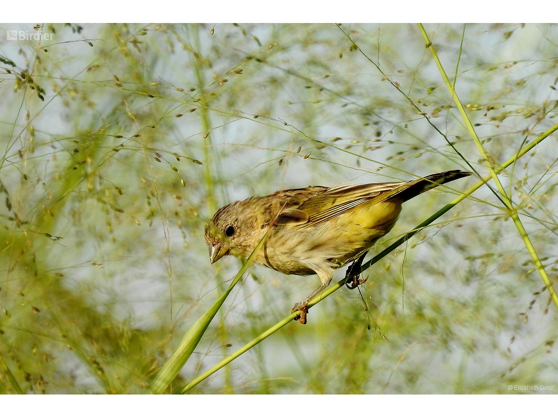 Sicalis flaveola