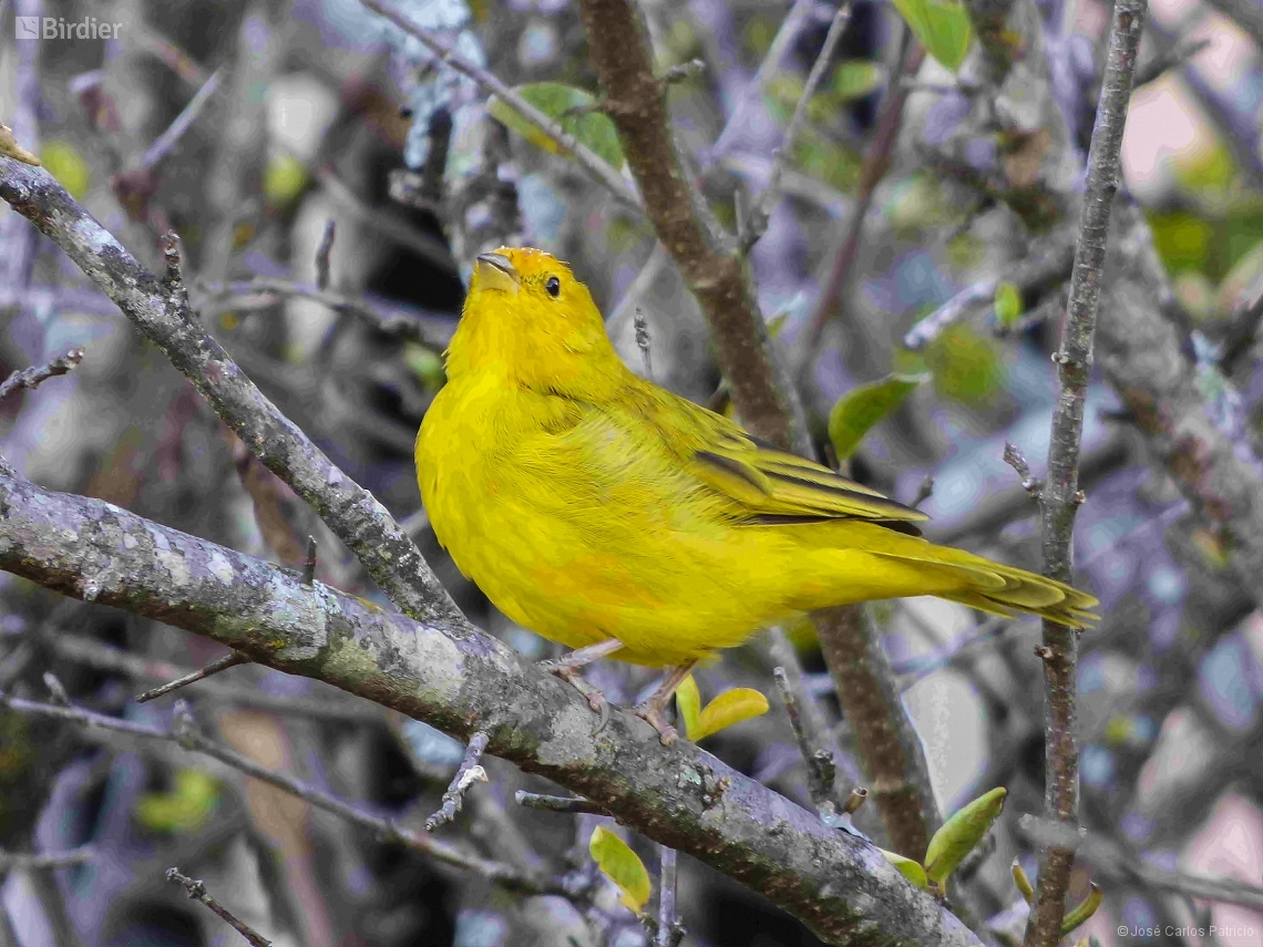 Sicalis flaveola