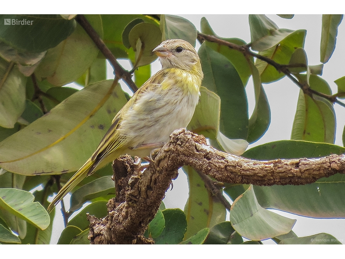 Sicalis flaveola